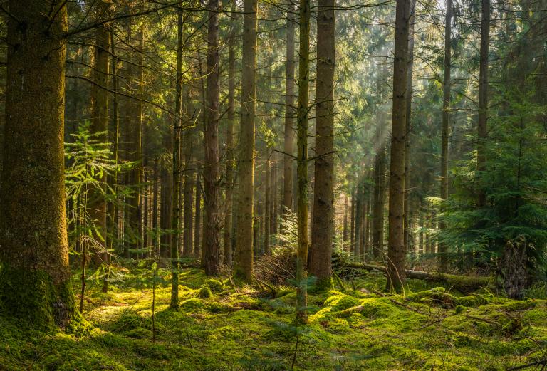 forest2.jpg