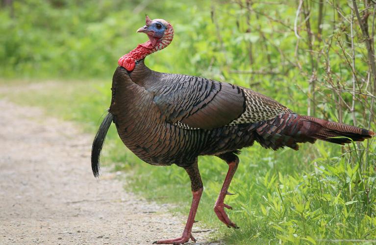 Turkey