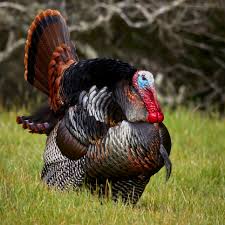 3rd.Turkey Hunting